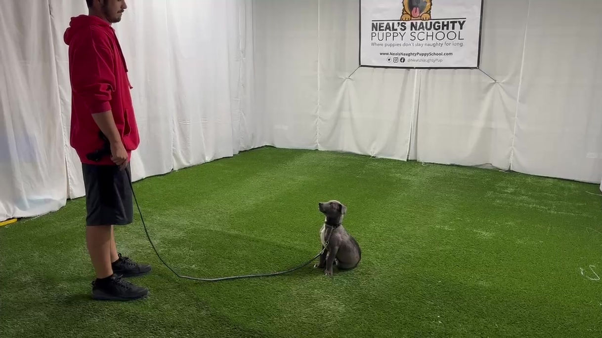 Rolly - 30 Second "Sit" and "Stay"
